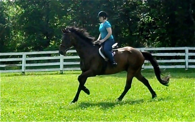 Miller, imported Irish Sport Horse, show jumper, hunter, eventer